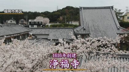 満開の桜と“共演”見納めに…寺の本堂をコンクリート製から木造に立て替えへ　木造建築の強さ”で歴史つなぐ【福岡発】