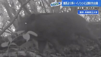 住民8人の島をイノシシが占拠　カメラの前を“ウリ坊10頭”の行列が…瀬戸内の離島で起きている異変【広島発】