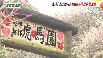 140種類400本の梅が見頃…梅園「虎馬園」国内にある梅の原木のほとんどが楽しめる　鳥の声も癒やし