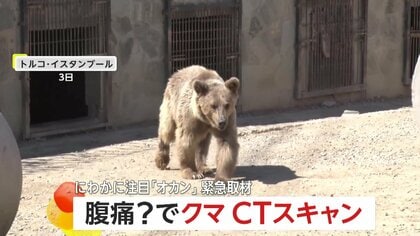 “お触りOK”の動物園で人気…体重300キロのヒグマが体調不良で緊急搬送　CTスキャンで「ガスが溜まった腹痛」判明し元気に回復　トルコ