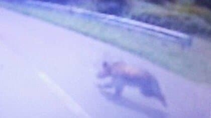 【ヒグマ速報・動画】あわや衝突…体長約1mのクマが道路に飛び出す…トラックに接近するも直前で引き返し”衝突を回避”〈北海道歌志内市〉