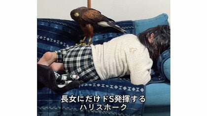 「起きんかい」長女にだけ“強めに”当たるハリスホークがかわいい…普段の仲を飼い主に聞いた