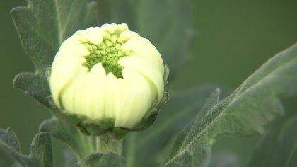 「10年後にはキク農家はいなくなる」ガソリン代は今後190円台へ　燃油高騰で農家悲鳴 イチゴ農家は燃料費2倍に【長崎発】