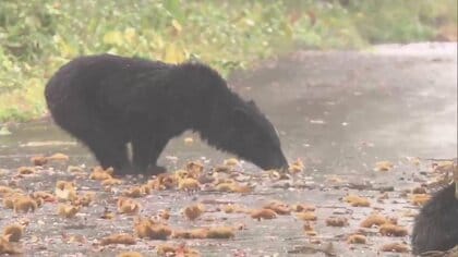 【独自】5人襲撃現場の隣村で…親子クマ3頭に遭遇　北秋田猟友会パトロール密着取材中　人的被害は過去最悪ペースに