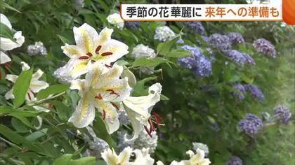 佐渡島の金山周辺を彩る“ヤマユリ”「鉱山の風景にマッチ」　“アジサイ寺”では来年に向け剪定作業「また大輪を」　新潟・佐渡市