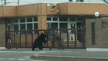 クマ生息地“レッドリスト”除外の可能性 石狩西部と天塩・増毛 絶滅の恐れ一転『春グマ駆除』廃止から30年以上で増加 北海道内の目撃件数倍増し4000超