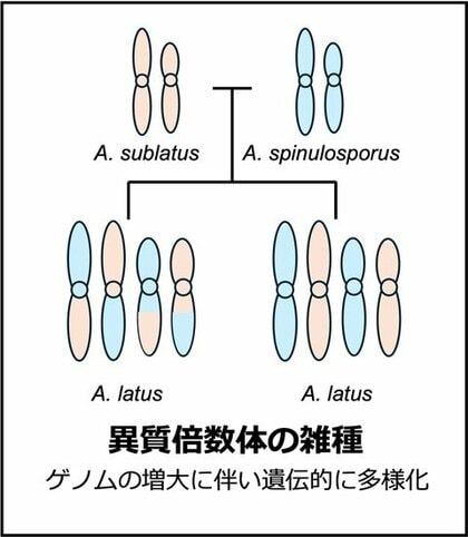 国内アスペルギルス症の原因菌種に新知見~病原菌の祖先についても解明~