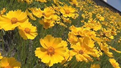 「きれいでも持ち帰らないで」特定外来生物・オオキンケイギクを駆除　6月から“身近な”2種類も指定へ【岡山発】