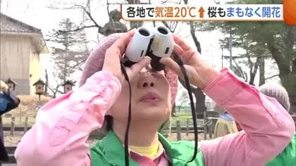まもなく桜の便り！？新潟県内各地で気温20℃超…日本三大夜桜・高田城趾公園で“桜の開花調査”始まる