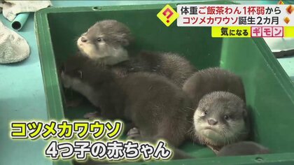 “ご飯茶碗一杯弱”から2カ月で体重5倍に！　コツメカワウソの4つ子の赤ちゃんすくすく成長中　一般公開は来年春以降　大阪