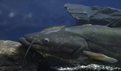 体長約1メートル「日本最大級ナマズ」の大型水槽が破損 館内が水浸