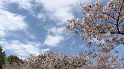 都内の花見名所で桜の倒木相次ぐ　けが人なしもガードパイプがグニャリ　満開でも専門家「花の咲き具合悪い」　暖冬や温暖化影響か