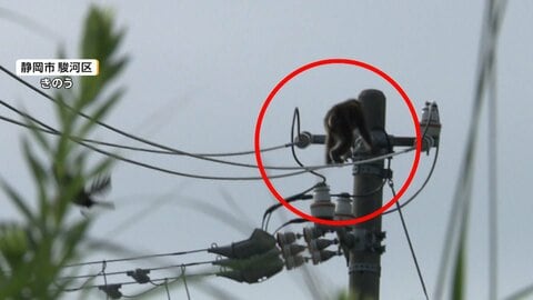住宅街に3日連続でサル出没　「目が合うと怖い」不安の声相次ぐ　2010年には“かみつきザル”で118人被害　静岡