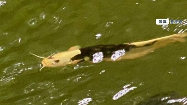 一世風靡したあの池に今度は”パンダナマズ”…人面魚に代わり“令和の顔