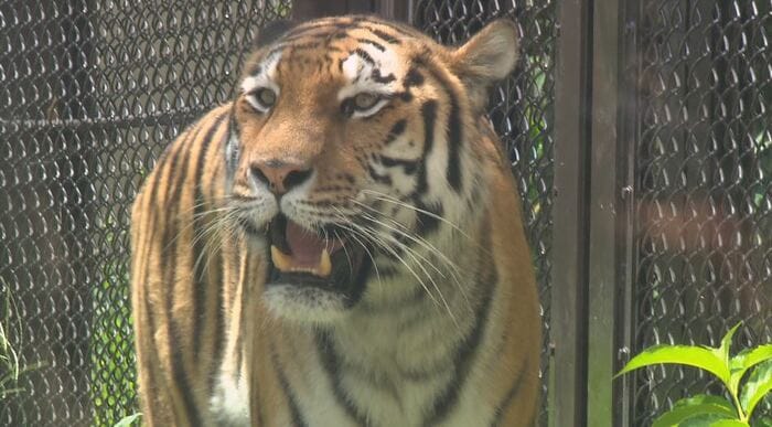茶臼山動物園のアムールトラ