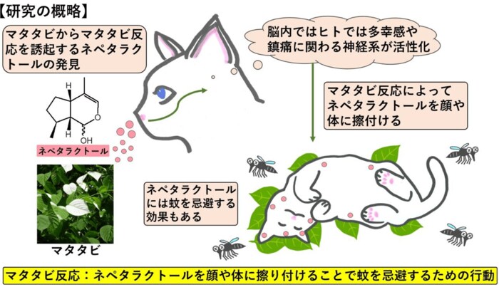 リリースより