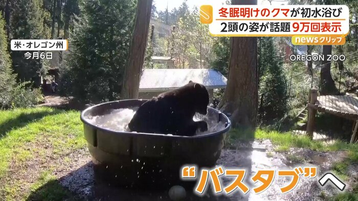 勢いよくバスタブに入ってきたクマ（OREGON ZOO）