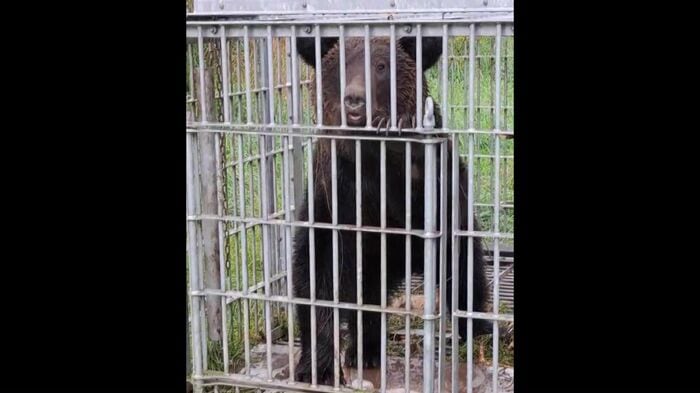 箱わなで捕獲したクマは16頭（提供：北海道猟友会砂川支部）