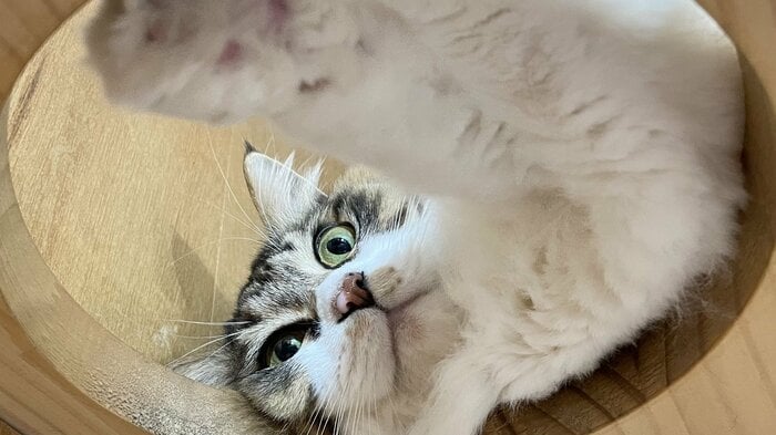 「保護猫支援の輪をもっと広げたい」