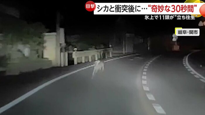 衝突後も一心不乱に走り続けるシカ（視聴者提供）