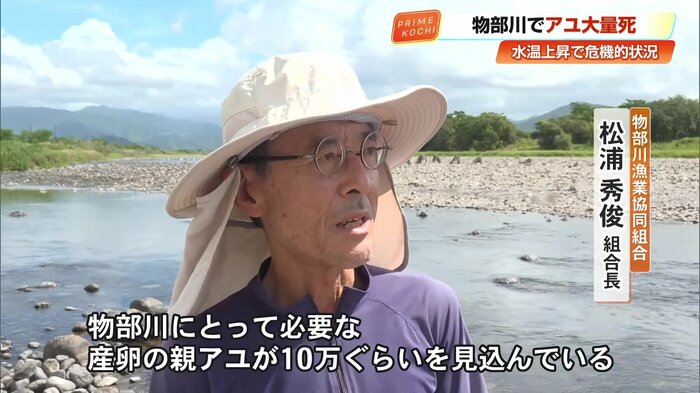 物部川では、例年秋の産卵に向けて必要な親アユとして10万匹ほどの確保を見込んでいる