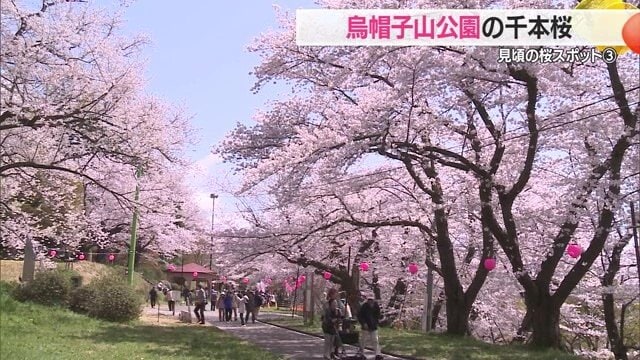 南陽市赤湯温泉の高台に位置する烏帽子山公園に咲く千本桜