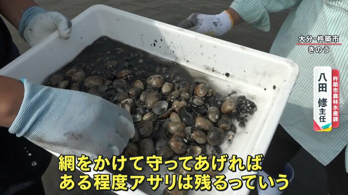 ネットで覆った部分では、アサリは生き残っていた