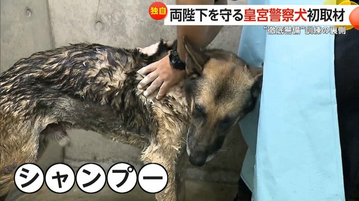 シャンプーするカペル号