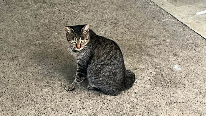 あちこちで猫に出会う島 のんびりだ
