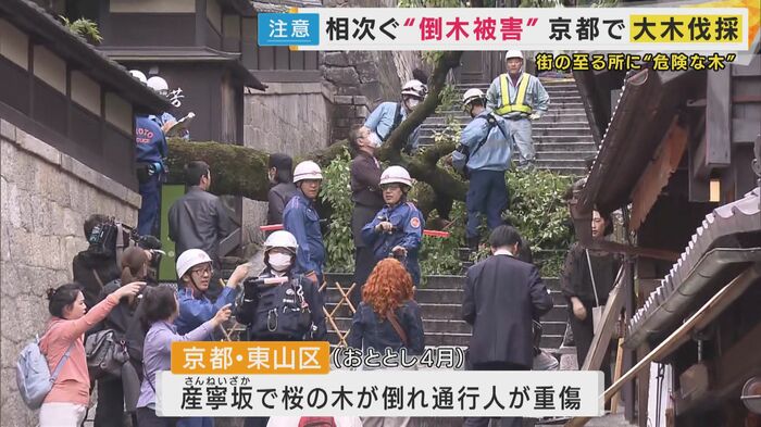 2024年4月には京都市東山区の参道・産寧坂で桜の木が倒れた