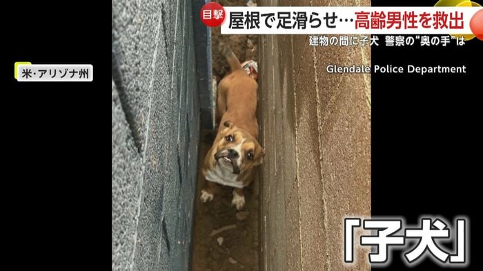 隙間から見上げる子犬