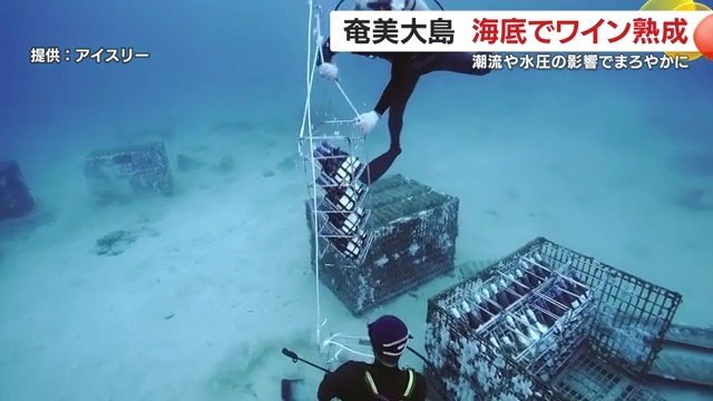 海底で育てる“新しい特産”