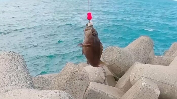すると釣り上げることができた!