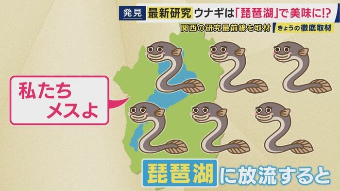 ほとんどオスに育つ養殖ウナギが琵琶湖に放流するとほとんどメスに!