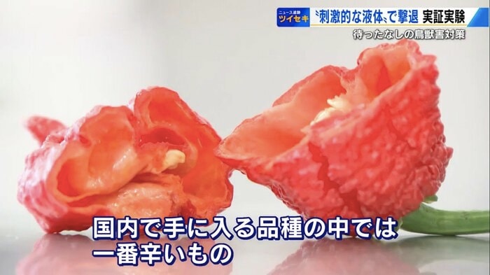 激辛トウガラシ「ドラゴンズブレス」