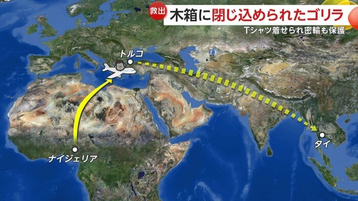 ナイジェリアからタイに運ばれる予定だったゴリラ