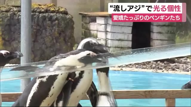 ペンギンたちがパクリ!夏の恒例、個性が光る流しそうめん・・・ならぬ「流しアジ」!