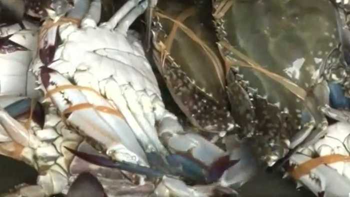 なんで?ワタリガニ漁獲量 震災前の200倍【仙台発】