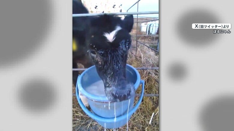 「下手っぴな姿がかわいい！」ミルクを一生懸命に飲む子牛の動画が話題　顔ごとバケツの中へダイブ！｜FNNプライムオンライン