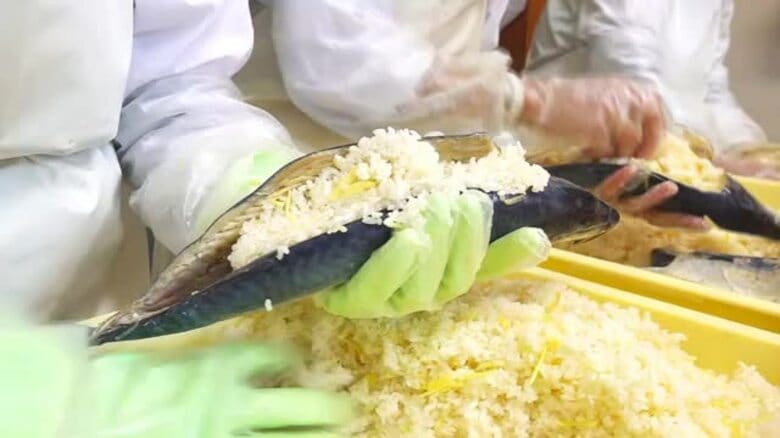 冬の伝統保存食「鯖のなれずし」漬け込み始まる　勝山市北谷に江戸時代から伝わる郷土料理　11月19日から樽上げ　福井　｜FNNプライムオンライン