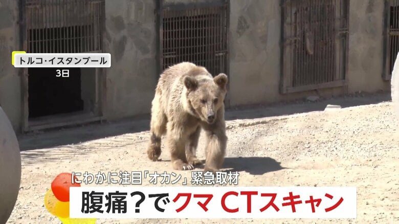 “お触りOK”の動物園で人気…体重300キロのヒグマが体調不良で緊急搬送　CTスキャンで「ガスが溜まった腹痛」判明し元気に回復　トルコ｜FNNプライムオンライン