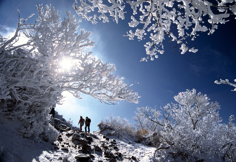巨大化した「アイスモンスター」も！ 真冬の絶景「樹氷」…実は鹿児島でも見られます｜FNNプライムオンライン