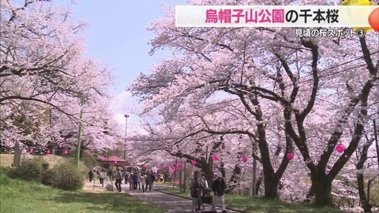 ＜見ごろの桜スポット＞烏帽子山千本桜　置賜地方を一望できる公園にソメイヨシノやシダレザクラ・エドヒガン　さくら名所100選にも【山形発】｜FNNプライムオンライン
