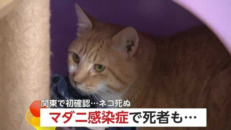 「ヒトの致死率最大3割」感染した猫を治療した獣医師が死亡…ペットに迫る人獣共通マダニ感染症「SFTS」の危機！夏本番前活発化に注意｜FNNプライムオンライン