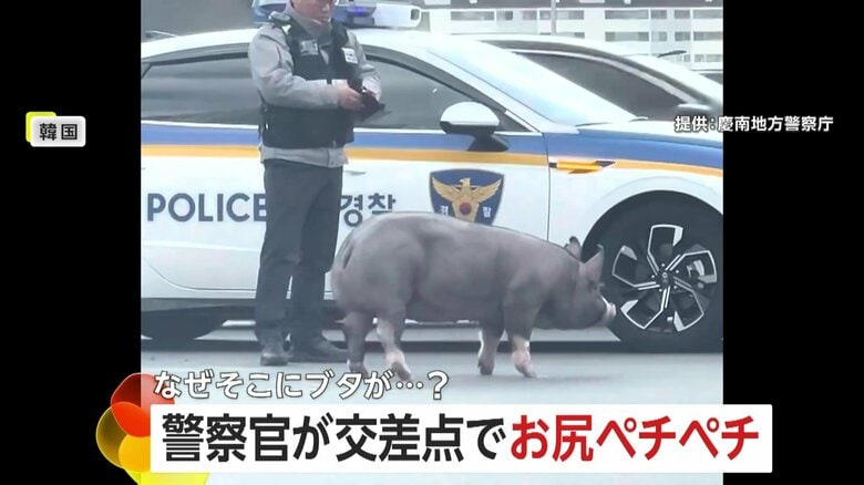 【なぜ】警察官が交差点ど真ん中でブタのお尻ペチペチ…通報受け誘導棒2本で移動を促す　トラック荷台から転げ落ち対応　韓国｜FNNプライムオンライン