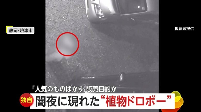 【独自】販売目的か？闇夜に現れた植物泥棒…希少品種「ブルーサンダー」や「ブルームーン」が奪われる「高価で人気のものばかり」静岡・焼津市｜FNNプライムオンライン
