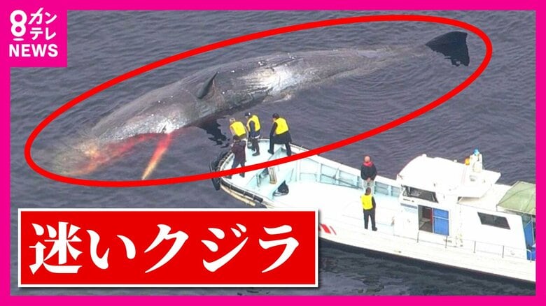 死んだ「迷いクジラ」　大阪府が「埋設処理」決定　去年海に戻した「ヨドちゃん」処理には8000万円かかったが…｜FNNプライムオンライン