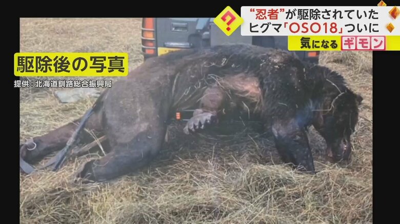 巨大ヒグマ“OSO18”ハンターに駆除されていた　痩せて脚に皮膚病患う　前脚の幅は20cm　北海道｜FNNプライムオンライン