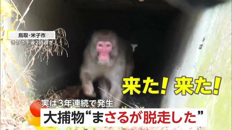 「猿が島で作業中にサルが脱走した」サル園からオスのまさる脱走…人為的ミスで3年連続　約5時間後に水路で無事捕獲も鳥取・米子市「早急に対策講じる」｜FNNプライムオンライン