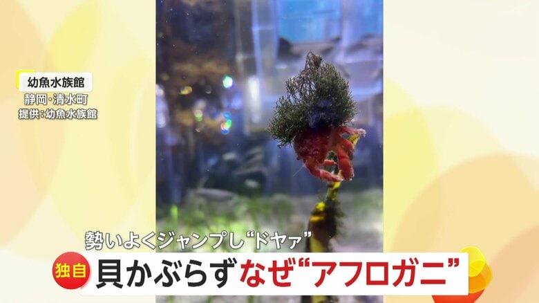 【独自】「ドヤ感がすごい」“アフロヘアーのカニ”がジャンプで決めポーズ！本来貝で身を守るはずが…好き過ぎて海藻背負った「カイカムリ」　静岡｜FNNプライムオンライン